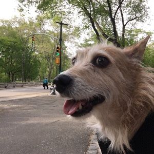 Meet your Posher, David